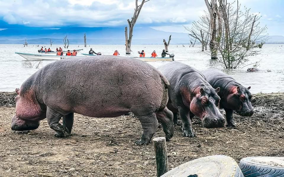 Lake Naivasha